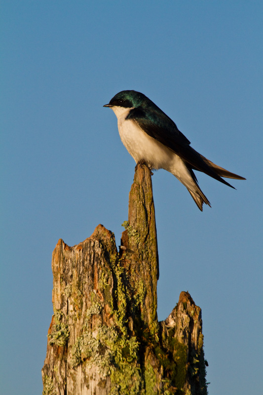 Tree Swallow